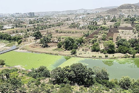 हिंजवडी : मुळा नदीच्या दूषित पाण्यामुळे नागरिकांच्या जिवाशी खेळ