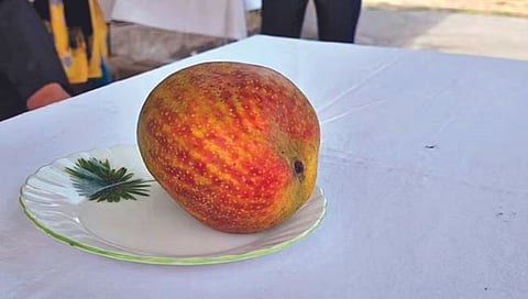 सर्वात महागडा आंबा… 2 लाख रुपये किलो!