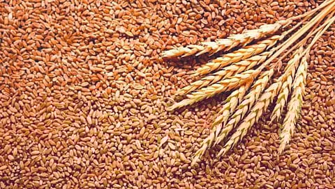 गहू निर्यात