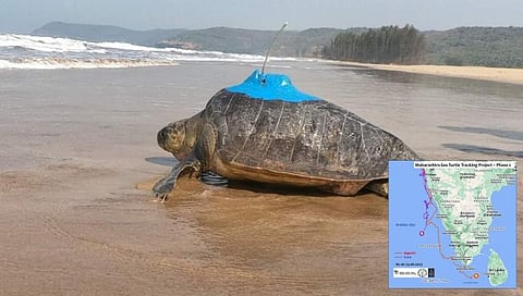 सिंधुदुर्ग : सॅटेलाईट टॅगींग केलेली कासवे लक्षद्वीप समुद्रात रवाना…