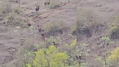 कोल्हापूर : कासारवाडीच्या डोंगरात गव्यांचा कळप परतला