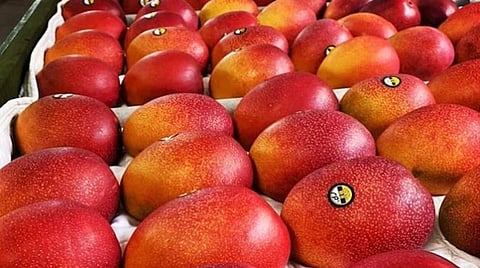 मियाझाकी आंबा.( संग्रहित छायाचित्र )