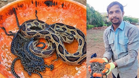 कोल्हापूर : अतिविषारी घोणसने दिला ७० पिल्लांना जन्म; बिद्रीच्या सर्पमित्राने दिले जीवदान