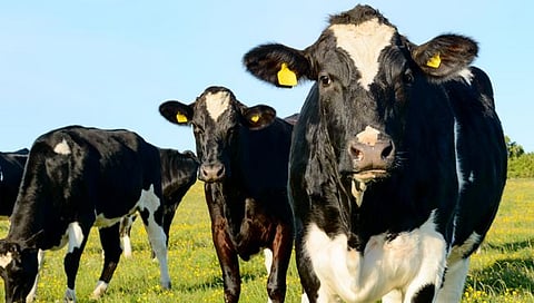 Livestock Bill 2023 : पशुधन संदर्भातील प्रस्तावित विधेयकावर केंद्राची माघार