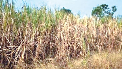 सोलापूर : पिके धोक्यात; शेतकरी चिंतित