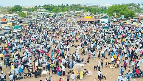 सातारा : बकरी बाजारात कोट्यवधीची उलाढाल