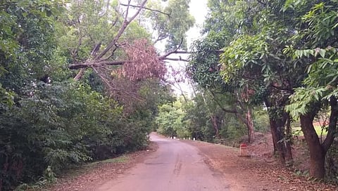 कोल्हापूर : पांढरेपाणी-पावनखिंड मार्गावर धोकादायक झाडांची टांगती तलवार