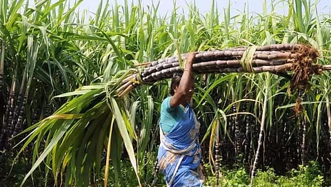 Union Cabinet hikes sugarcane FRP | ५ कोटी ऊस उत्पादक शेतकऱ्यांसाठी खुशखबर! उसाच्या एफआरपीत वाढ