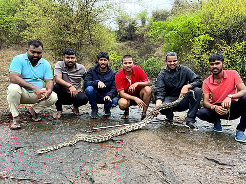 पुणे: कामशेतमध्ये आढळला आठ फूटी अजगर
