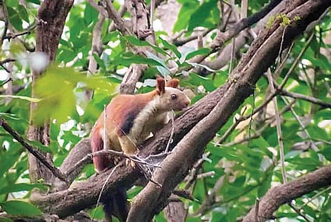 अकोले : हरिश्चंद्रगड अभयारण्यात 54 शेकरू; राज्यप्राण्याच्या संख्येत वाढ