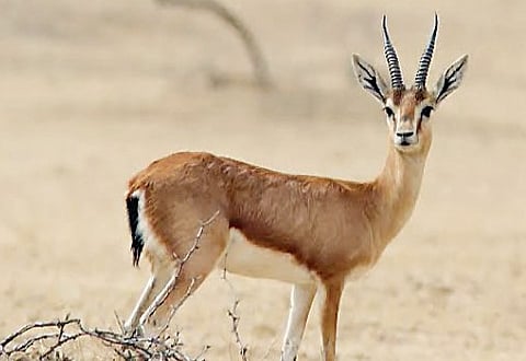 रूईछत्तीशी : वन्यप्राण्यांची पाण्यासाठी वणवण; पाणवठे उभारण्याची गरज