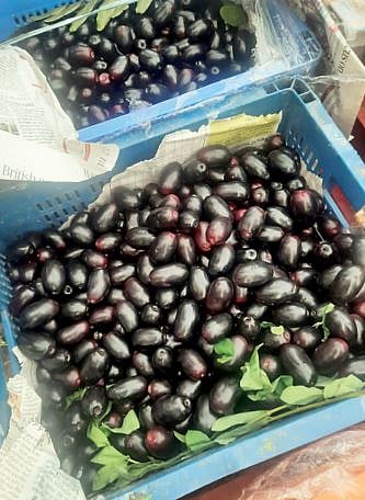 बिपरजॉयमुळे गुजराती जांभळे बाजारातून गायब