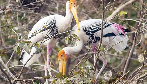 चित्रबलाक पक्ष्यामुळे इंदापूर शहराच्या वैभवात भर