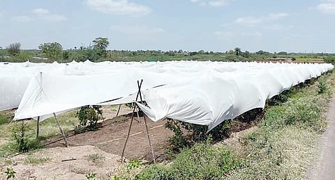 वालचंदनगर : डाळिंब बागांना क्रॉप कव्हरने नवसंजीवनी