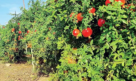 टाकळी हाजी : डाळिंब शेतकर्यांसाठी या हंगामाचा शेवटही होतोय गोड