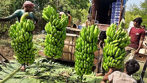 Banana Export: दांडेगावच्या केळीला दुबईकरांची पसंती