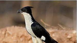 पुणे: चातकाच्या हालचाली, हीच आमची वेधशाळा; शेतकऱ्यांची भावना