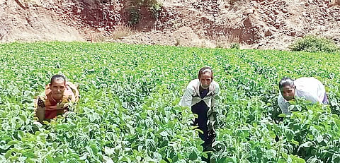 आंबेगाव पूर्वला शेतकरी गवार तोडणीत व्यस्त