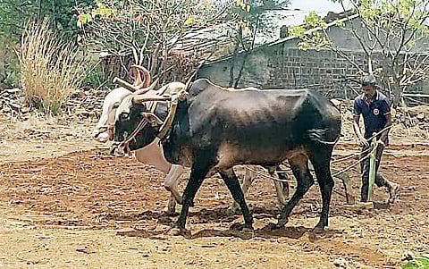 खेड तालुक्यात भात खाचरांच्या पूर्वमशागतीला वेग