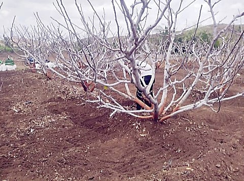 खोर परिसरात अंजीर पूर्व मशागतीच्या कामांना वेग
