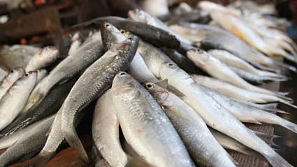 भिगवण : मत्स्यव्यवसाय परीक्षेबाबत शासनाची उदासीनता