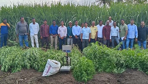 गडहिंग्लजला गांजाची शेती; पोलिसांकडून ७ लाखांचा गांजा जप्त