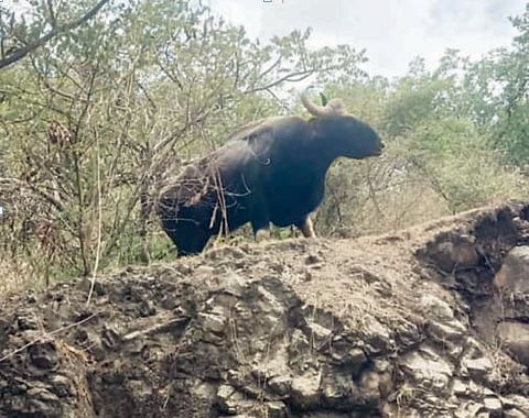 पुणे : कात्रज घाटात आढळला रानगवा