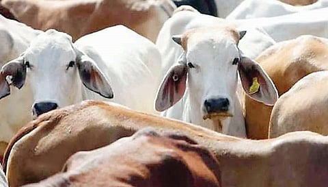 संगमनेर : 43 जनावरांची कत्तलीपासून मुक्तता; पोलिसांनी केली धडाकेबाज कारवाई