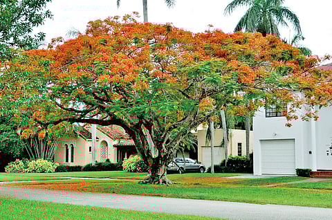 पावसाचे निसर्गसंकेत