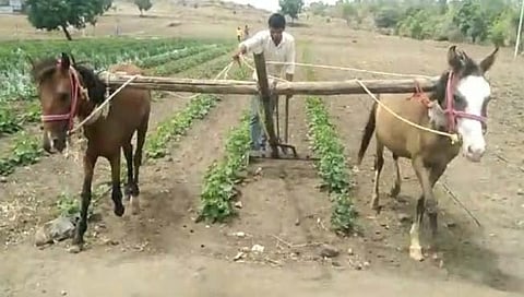 नांगरणीसाठी घोड्यांना जुंपले