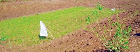 वेल्हे : भातरोपांसह खरिपाच्या पेरण्या वाया