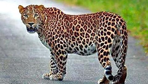 पानशेत परिसरात बिबट्याचा धुमाकूळ; दोन जनावरांचा फडशा