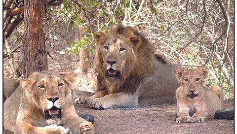 Gir Forest : गीरमधील सिंहांच्या रक्षणासाठी १८४ पथके तैनात