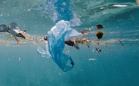 महासागरात माशांची मरणयात्रा ! प्लास्टिक, पारा व वाढते प्रदूषण मुळावर