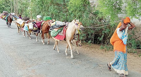 चार्याचं ठीक, पण..पाण्याचं काय? रणरणत्या उन्हात मेंढपाळांची भटकंती