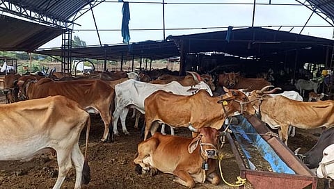 आषाढी वारीच्या पार्श्वभूमीवर ढोरकिन येथे ५ लाख रुपयाचे ३९ गोवंश ताब्यात
