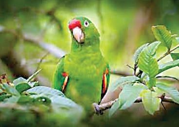 पोपटांच्या संख्येत चिंताजनक घट