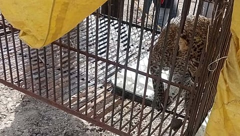 सांगली: ऐतवडे येथे सहा तासानंतर बिबट्याला विहिरीतून बाहेर काढण्यात यश