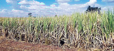 मंचर : भारनियमन उठले शेतकर्यांच्या मुळावर