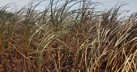 नगर : दोन एकरावरील ऊस जळून खाक