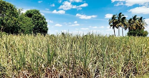 पिके जळाल्याने डोळे पांढरे!