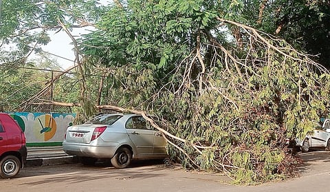 सांगवीतील धोकादायक झाडांचा प्रश्न ऐरणीवर