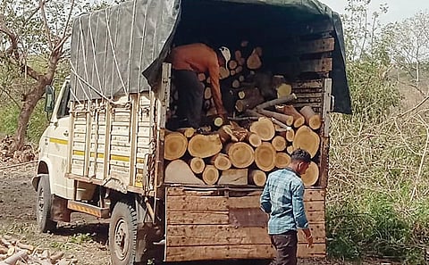 पारनेर तालुक्यात बेसुमार वृक्षतोड; वन अधिकार्यांचे दुर्लक्ष