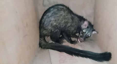 तळेगाव स्टेशन : विहिरीत पडलेल्या उदमांजराला जीवदान