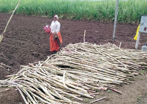पुणे : आंबेगाव पूर्वेला पावसाला सुरुवात