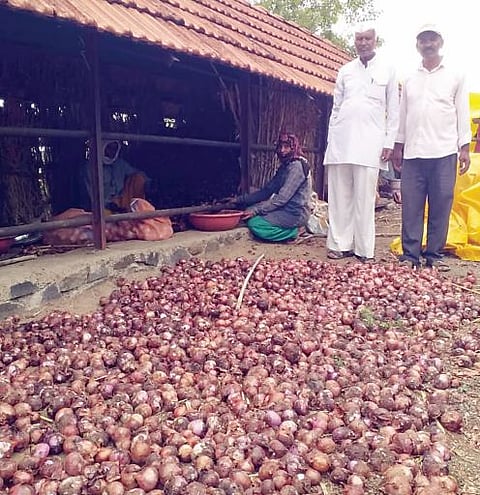 पुणे जिल्हयातील नागापूर येथे समाजकंटकाने कांदा बराकीत टाकला युरिया