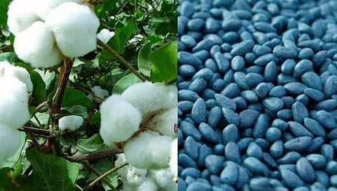 चंद्रपूर : पोलीस पाटलाकडे सापडले राज्यात बंदी असलेले बियाणे