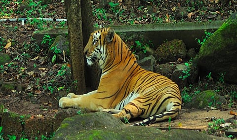 ‘म्हादई अभयारण्य’ प्रकरणी गोवा सरकार सुप्रीम कोर्टाचे दार ठोठावणार