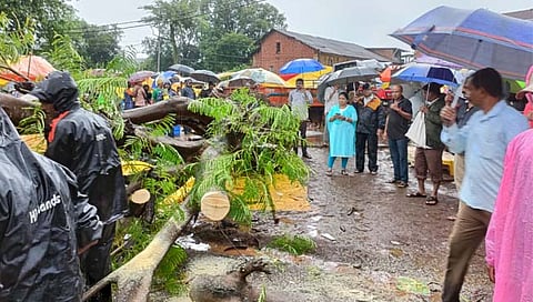 Ratnagiri News : राजापुरात झाड कोसळून १ ठार: ३ मच्छी विक्रेत्या महिला जखमी