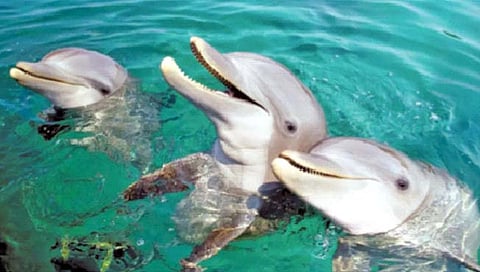 डॉल्फिन, ओर्कास आता कायमचे जलचरच!